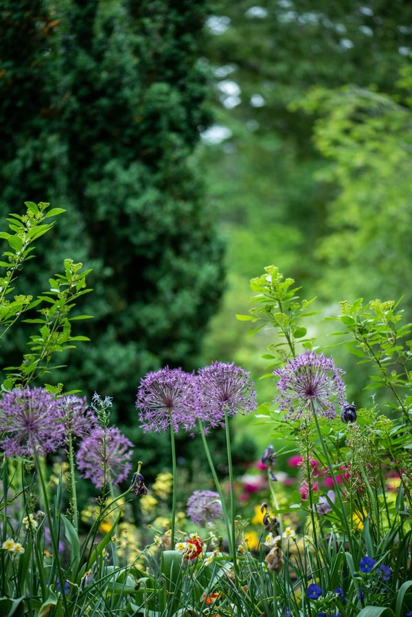 Jardin japonais : éléments essentiels et disposition